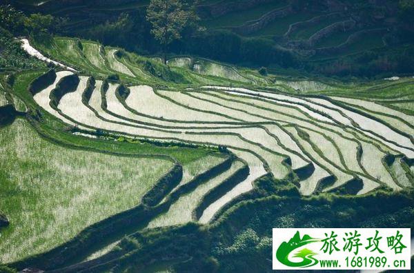 云南元阳梯田旅游攻略 云南元阳梯田旅游攻略