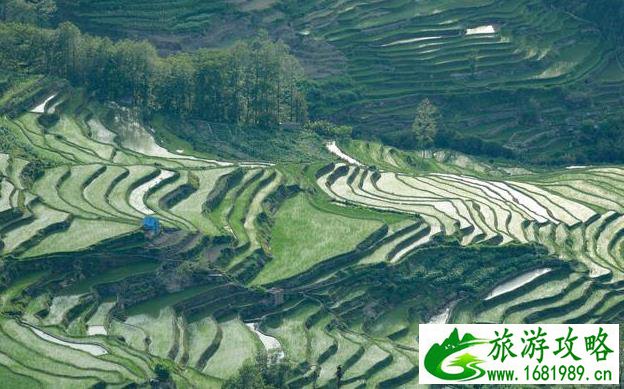 云南元阳梯田旅游攻略 云南元阳梯田旅游攻略