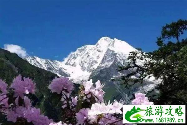 宕昌雷古山海拔多高 杜鹃花绽放时间