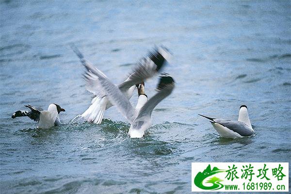 青海鸟岛还能去吗 什么时候开放