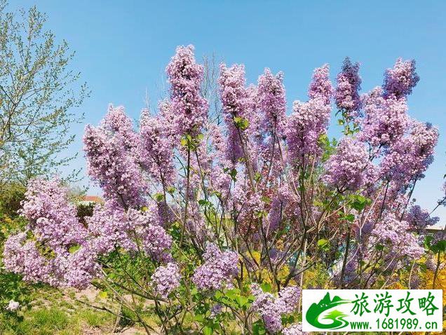 北京园博园赏花春游 北京园博园赏花春游