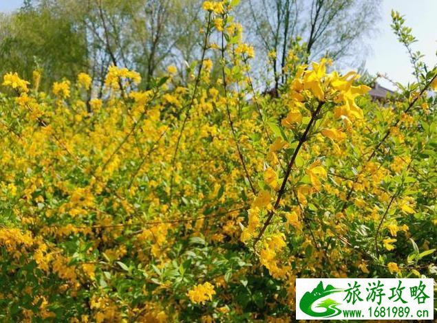 北京园博园赏花春游 北京园博园赏花春游