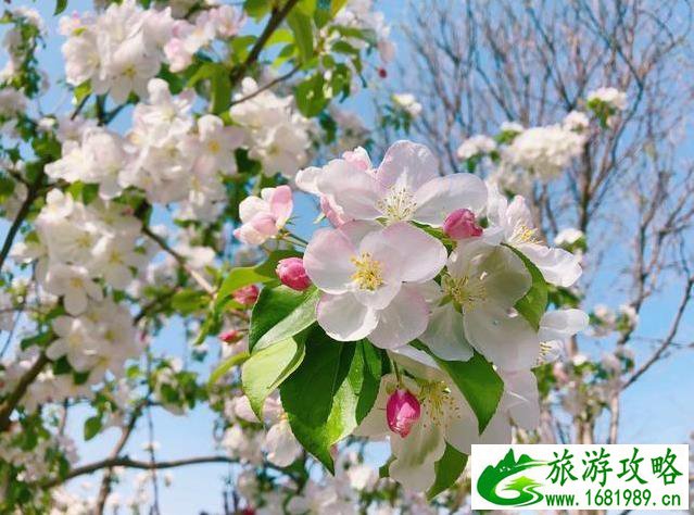 北京园博园赏花春游 北京园博园赏花春游