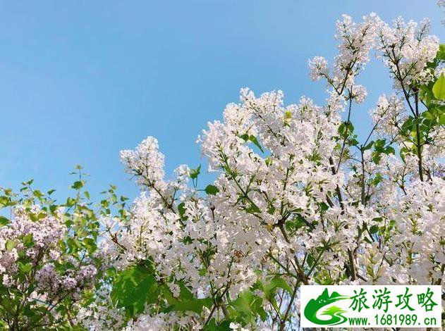 北京园博园赏花春游 北京园博园赏花春游
