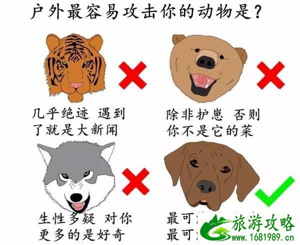 在户外遇见野狗怎么办 在户外遇见野狗怎么办