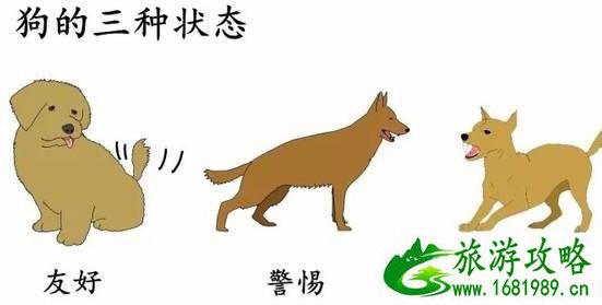 在户外遇见野狗怎么办 在户外遇见野狗怎么办