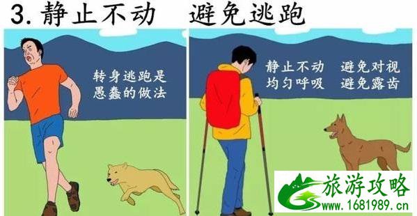 在户外遇见野狗怎么办 在户外遇见野狗怎么办