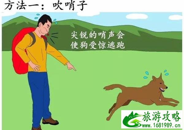 在户外遇见野狗怎么办 在户外遇见野狗怎么办