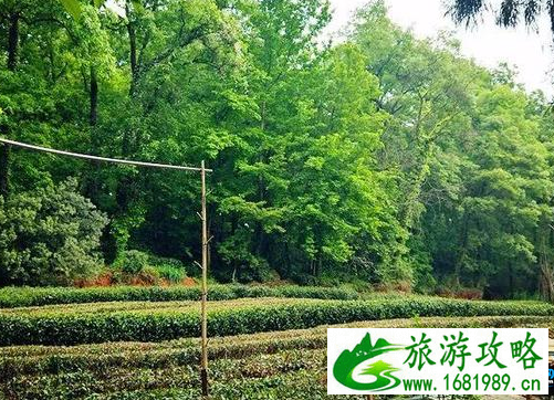 杭州周末怎么玩 2022杭州周末2日游攻略 杭州周末怎么玩 2022杭州周末2日游攻略