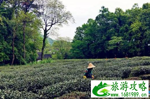 杭州周末怎么玩 2022杭州周末2日游攻略 杭州周末怎么玩 2022杭州周末2日游攻略