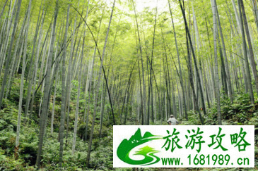 永川茶山竹海一日游攻略 永川茶山竹海门票是多少 永川茶山竹海一日游攻略 永川茶山竹海门票是多少
