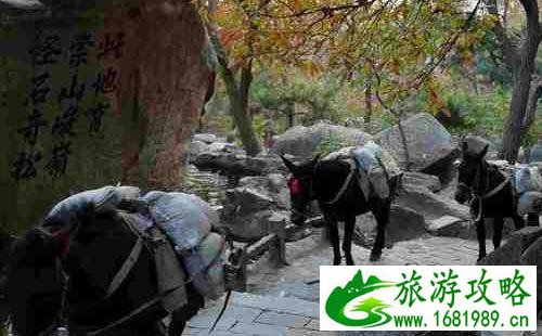 盘山游记600字作文