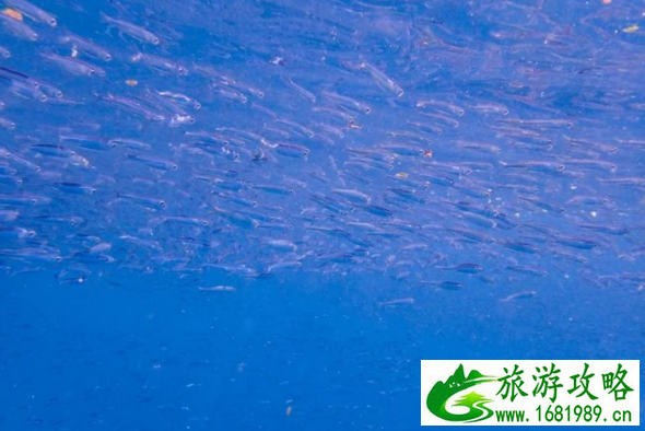 去仙本那要注意什么 去仙本那怎么玩 去仙本那要注意什么 去仙本那怎么玩