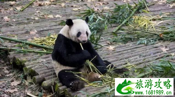 南昌到成都旅游攻略 南昌到成都自由行攻略
