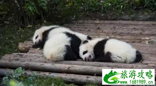 南昌到成都旅游攻略 南昌到成都自由行攻略