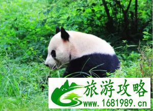 南昌到成都旅游攻略 南昌到成都自由行攻略