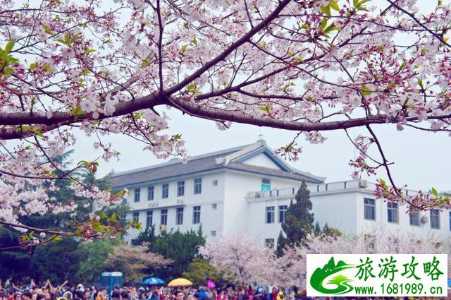 2022年武大赏樱攻略