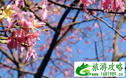 2022广州三日自由行攻略 广州三日游去哪里比较好 2022广州三日自由行攻略 广州三日游去哪里比较好