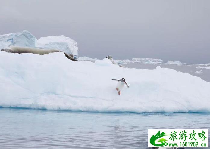 南极游攻略2022 南极旅游攻略