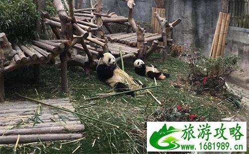 成都熊猫基地有什么好玩的 成都熊猫基地游记 成都熊猫基地有什么好玩的 成都熊猫基地游记