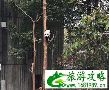成都熊猫基地有什么好玩的 成都熊猫基地游记 成都熊猫基地有什么好玩的 成都熊猫基地游记