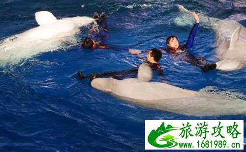 2022上海长风海洋世界官网+表演时间+游玩攻略 2022上海长风海洋世界官网+表演时间+游玩攻略