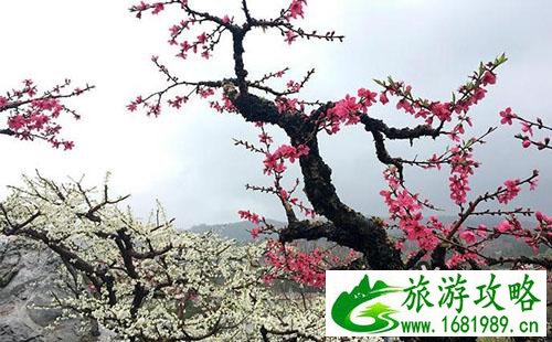 桃花山好玩吗 桃花山游记 桃花山好玩吗 桃花山游记