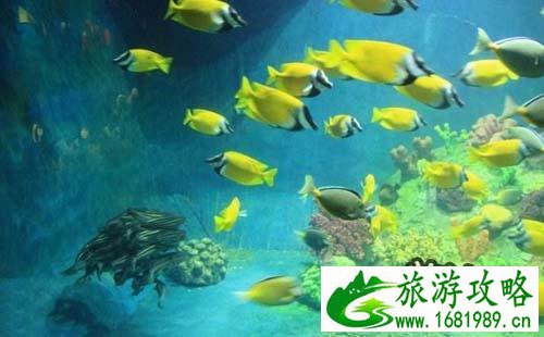 2022厦门海底世界游玩攻略 厦门海底世界怎么样 2022厦门海底世界游玩攻略 厦门海底世界怎么样