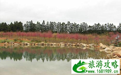 邵武樱花古镇游玩攻略 邵武樱花古镇游记 邵武樱花古镇游玩攻略 邵武樱花古镇游记