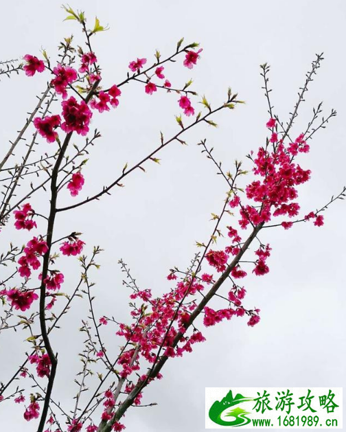 邵武樱花古镇游玩攻略 邵武樱花古镇游记 邵武樱花古镇游玩攻略 邵武樱花古镇游记