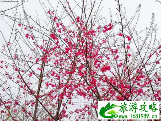 邵武樱花古镇游玩攻略 邵武樱花古镇游记 邵武樱花古镇游玩攻略 邵武樱花古镇游记