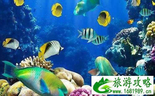 2022富国海底世界游玩攻略 北京富国海底世界好吗 2022富国海底世界游玩攻略 北京富国海底世界好吗