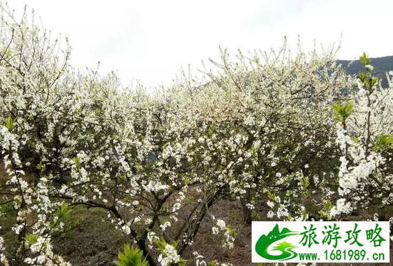 重庆梨花山游记 梨花山游玩攻略