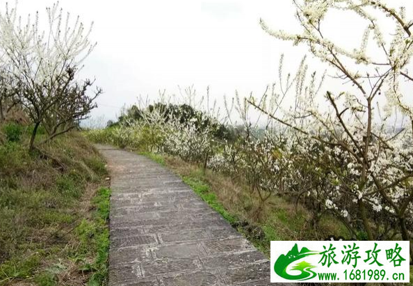 重庆梨花山游记 梨花山游玩攻略