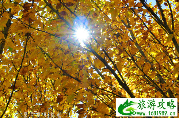 桑堆小镇游玩攻略 桑堆村红草地图片/照片 桑堆小镇游玩攻略 桑堆村红草地图片/照片