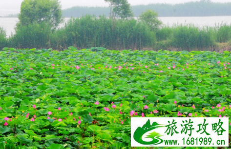 衡水湖有什么好玩的 衡水湖门票是多少
