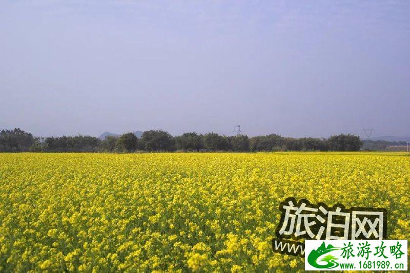 清远英德横石塘镇唐屋村看油菜花攻略