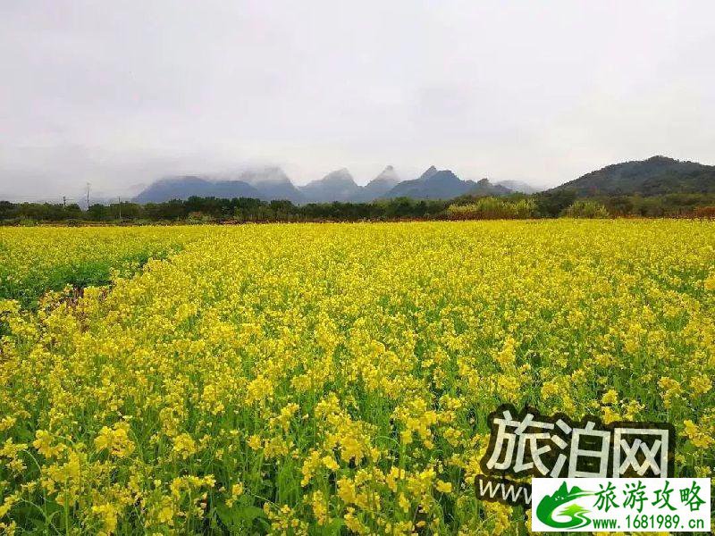 清远英德横石塘镇唐屋村看油菜花攻略