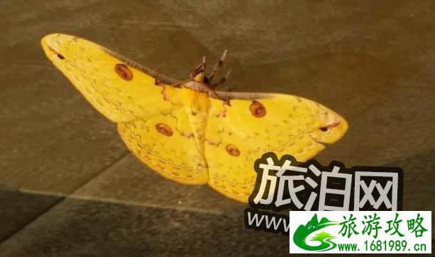 宁乡沩山密印寺灵吗 2022密印寺门票价格多少钱 宁乡沩山密印寺灵吗 2022密印寺门票价格多少钱