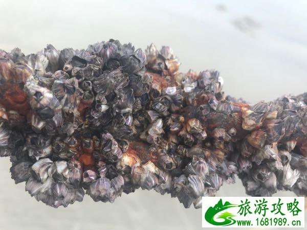 福建晋江金井镇旅游攻略 福建晋江金井镇旅游攻略