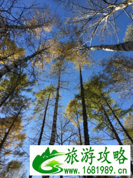 沈阳有什么好玩的地方 沈阳旅游攻略 沈阳有什么好玩的地方 沈阳旅游攻略