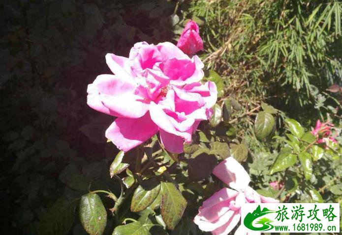 布达拉宫和大昭寺游记 布达拉宫和大昭寺游记