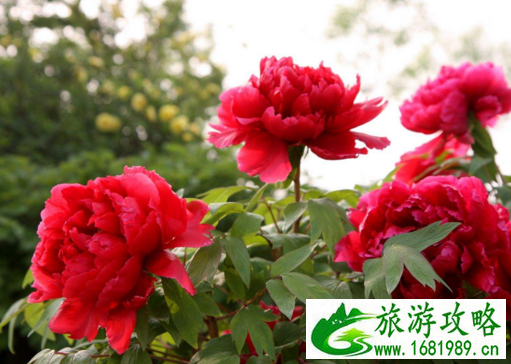 洛阳有什么好玩的 洛阳两日游攻略 洛阳有什么好玩的 洛阳两日游攻略