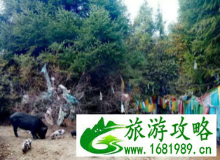 林芝旅游攻略 林芝旅游最佳季节