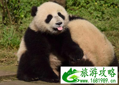 成都旅游攻略2017 成都旅游攻略2017