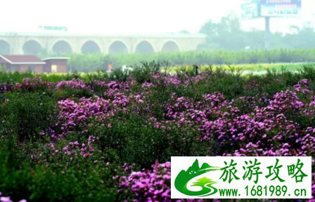 北京哪里有花海 北京花海在哪个地方