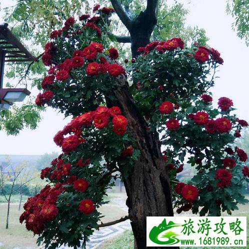 开封旅游攻略自助游 开封旅游攻略自助游