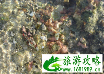 斐济自由行 斐济岛旅游攻略