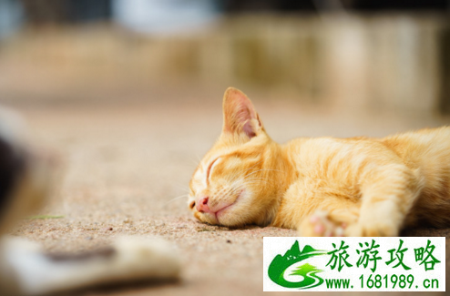 泰国有哪些好玩的 泰国有那些美食 泰国有哪些好玩的 泰国有那些美食