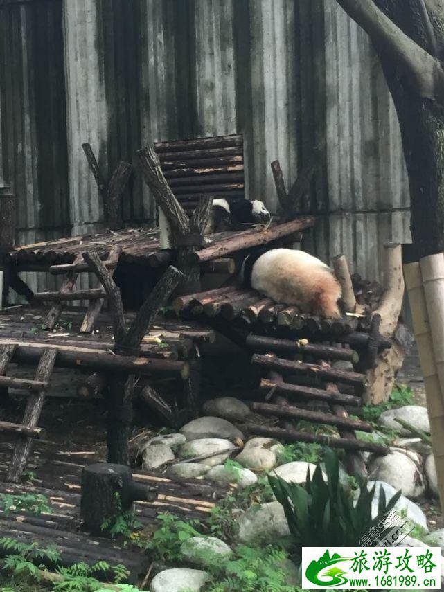 成都旅游住哪里方便 成都旅游住宿推荐 成都旅游住哪里方便 成都旅游住宿推荐